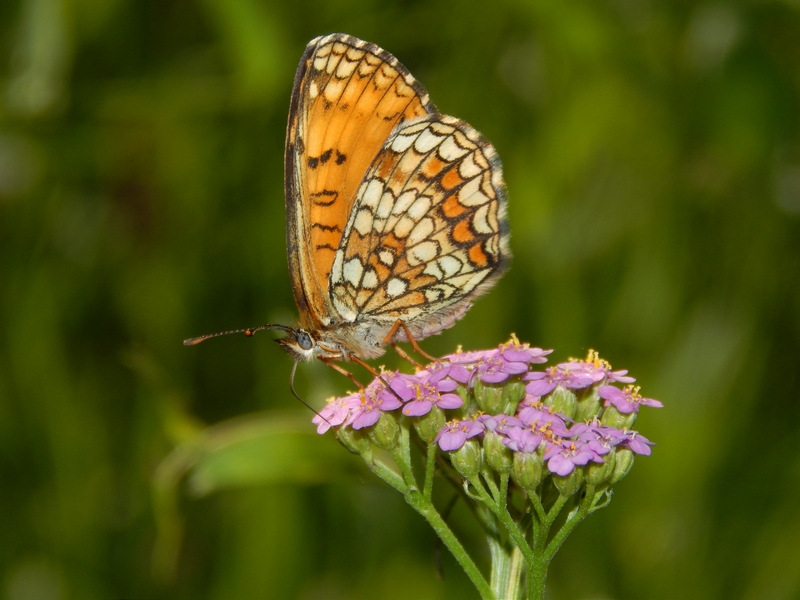 Melitae athalia